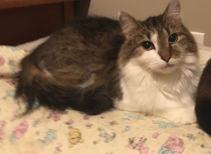 Cat For Adoption Lily A Domestic Medium Hair In Torrington Ct Petfinder