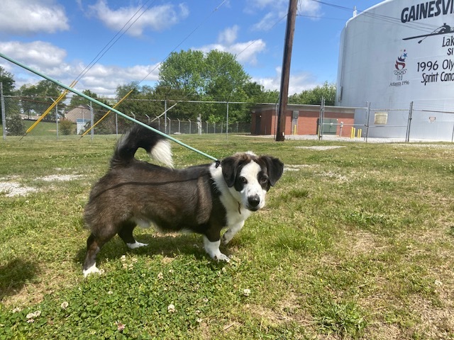 Yogi, an adoptable Corgi, Collie in Gainesville, GA, 30501 | Photo Image 1