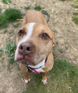 Lovie, Adult Female unknown