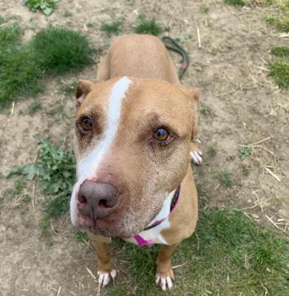 Lovie, an adoptable Pit Bull Terrier, Mixed Breed in Philadelphia, PA, 19140 | Photo Image 2