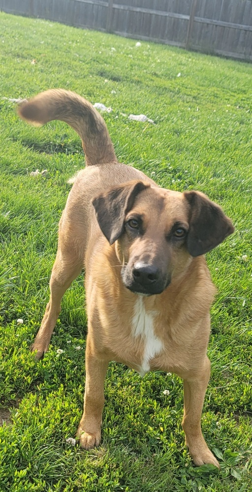 Freddy Rain, an adoptable Shepherd in Aurora, IN, 47001 | Photo Image 1