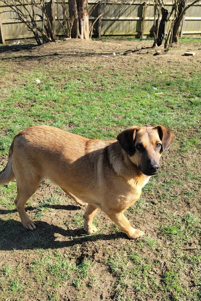 Freddy Rain, an adoptable Shepherd in Aurora, IN, 47001 | Photo Image 2