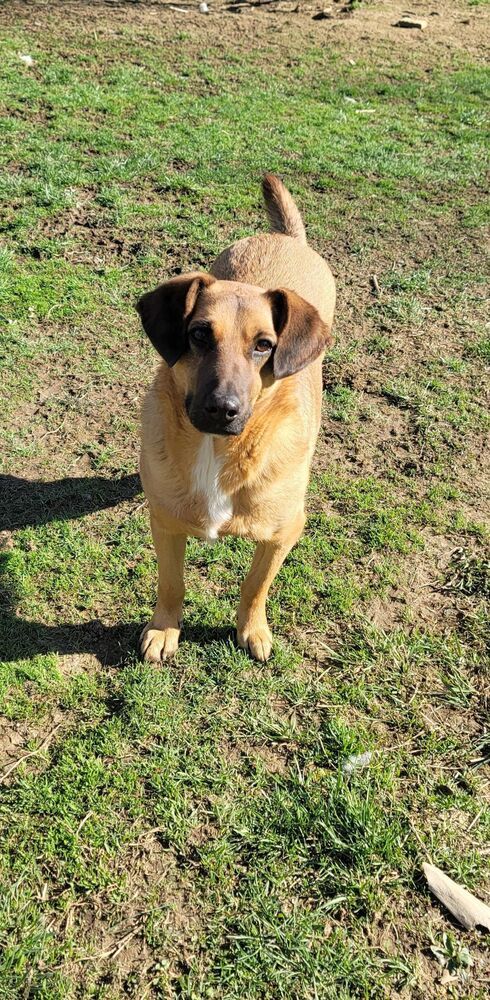 Freddy Rain, an adoptable Shepherd in Aurora, IN, 47001 | Photo Image 3