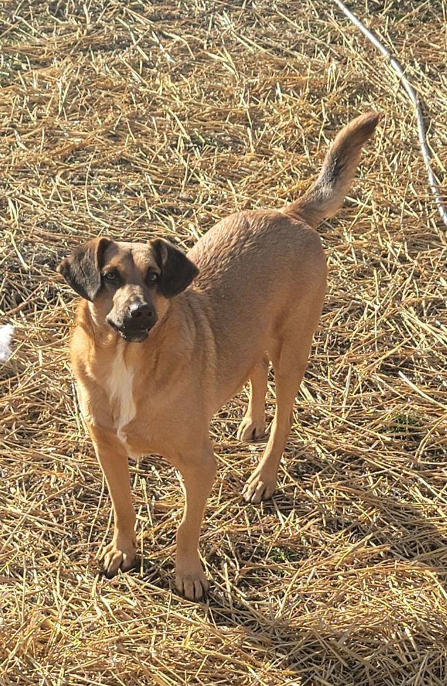 Freddy Rain, an adoptable Shepherd in Aurora, IN, 47001 | Photo Image 4