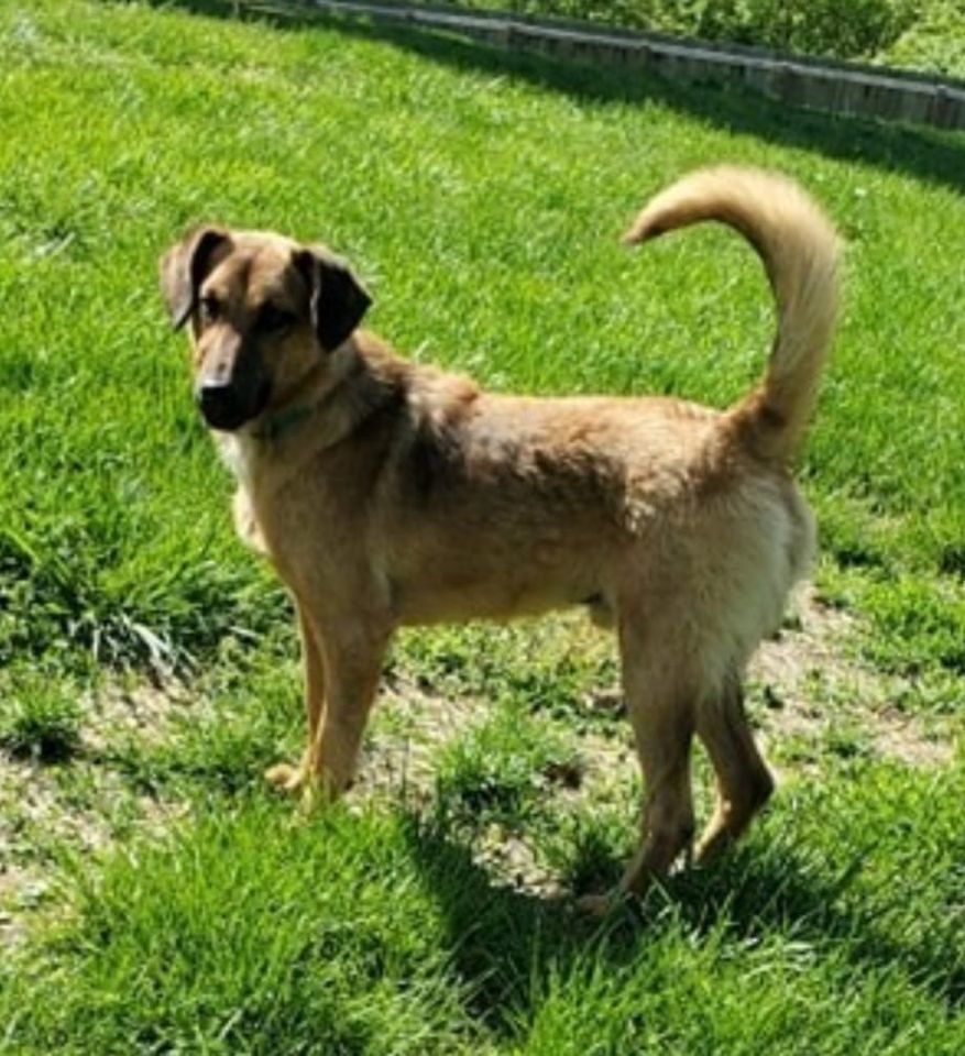 Freddy Rain, an adoptable Shepherd in Aurora, IN, 47001 | Photo Image 6