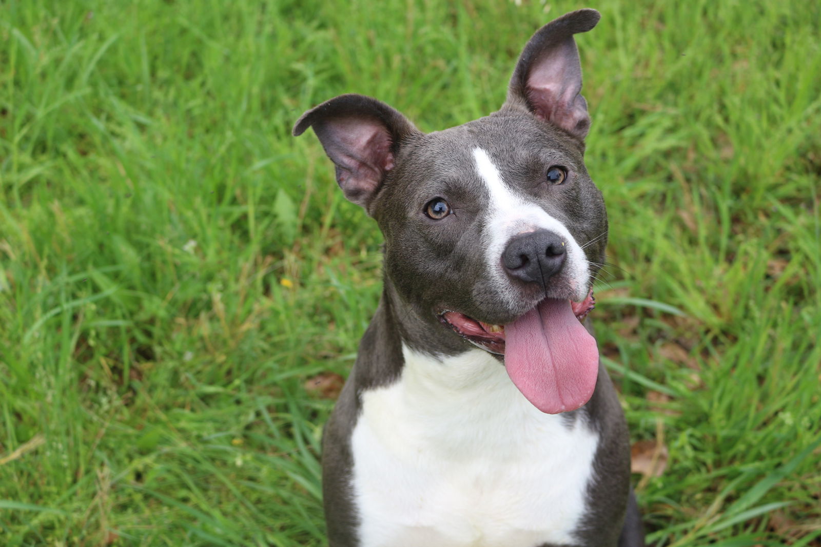 Jamison, an adoptable American Bulldog in Jackson, MS, 39213 | Photo Image 1