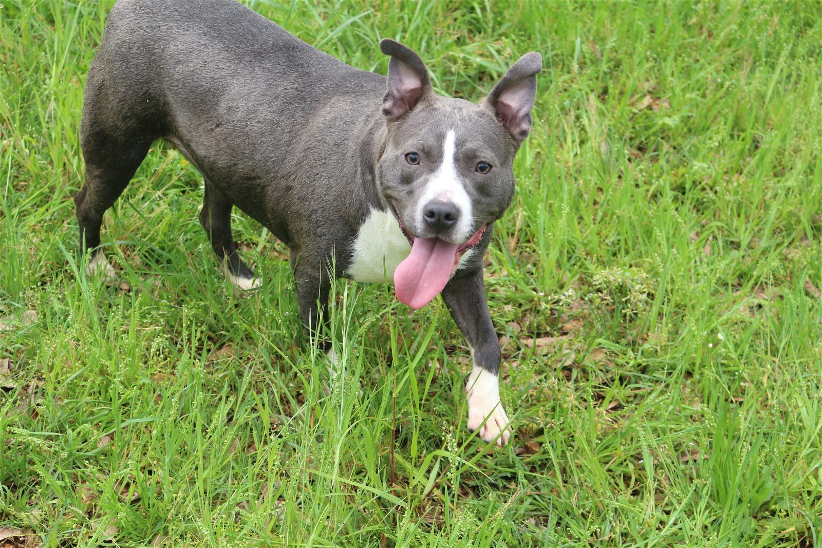Jamison, an adoptable American Bulldog in Jackson, MS, 39213 | Photo Image 2