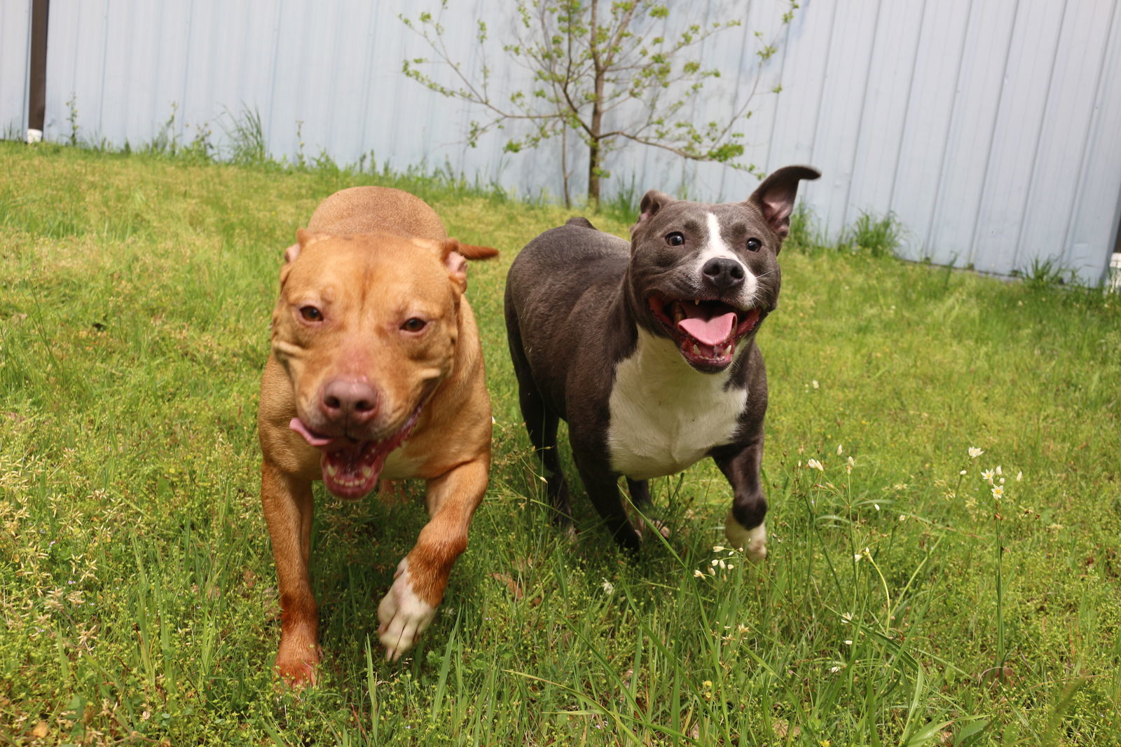 Jamison, an adoptable American Bulldog in Jackson, MS, 39213 | Photo Image 3