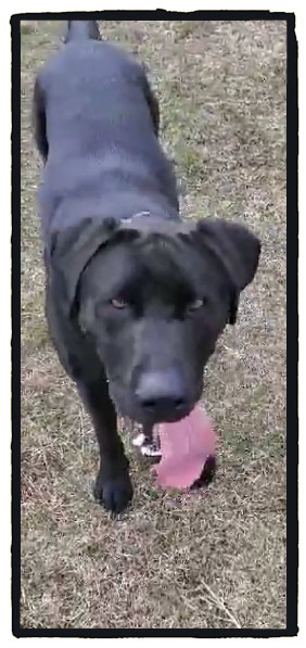 Our Dogs, an adoptable Labrador Retriever, German Shepherd Dog in Lisle, ON, L0M 1M0 | Photo Image 1