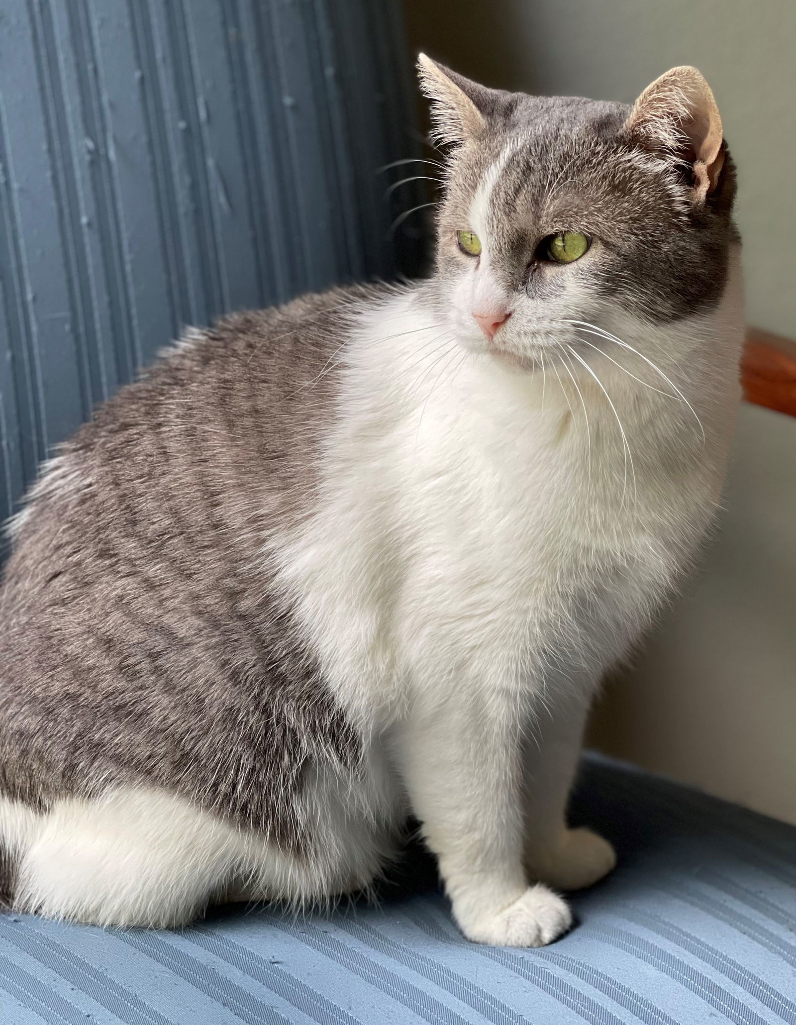 Fantasy, an adoptable Domestic Short Hair in Texarkana, TX, 75503 | Photo Image 2