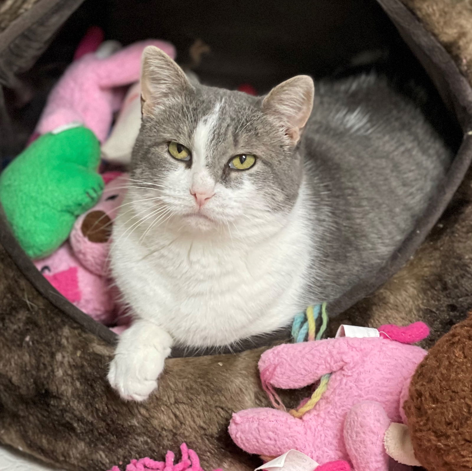 Fantasy, an adoptable Domestic Short Hair in Texarkana, TX, 75503 | Photo Image 3