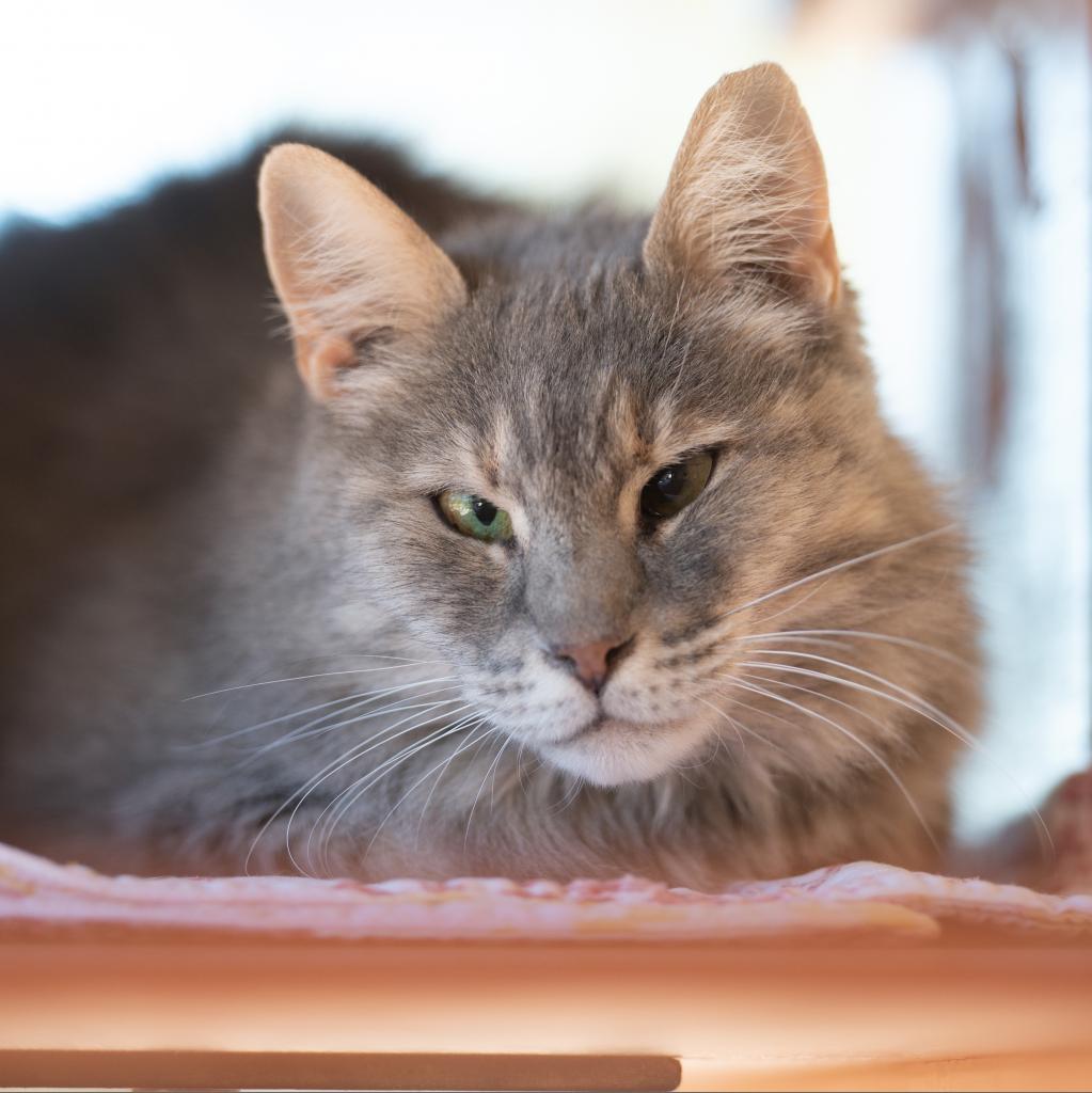 Mellie, an adoptable Domestic Long Hair in Kanab, UT, 84741 | Photo Image 1