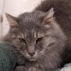 Mellie, an adoptable Domestic Long Hair in Kanab, UT, 84741 | Photo Image 3