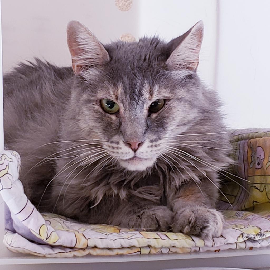 Mellie, an adoptable Domestic Long Hair in Kanab, UT, 84741 | Photo Image 4