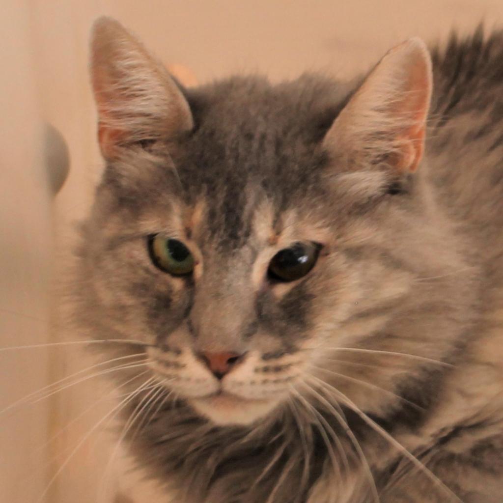 Mellie, an adoptable Domestic Long Hair in Kanab, UT, 84741 | Photo Image 5