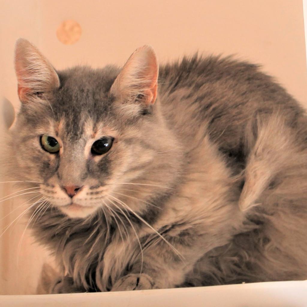 Mellie, an adoptable Domestic Long Hair in Kanab, UT, 84741 | Photo Image 6