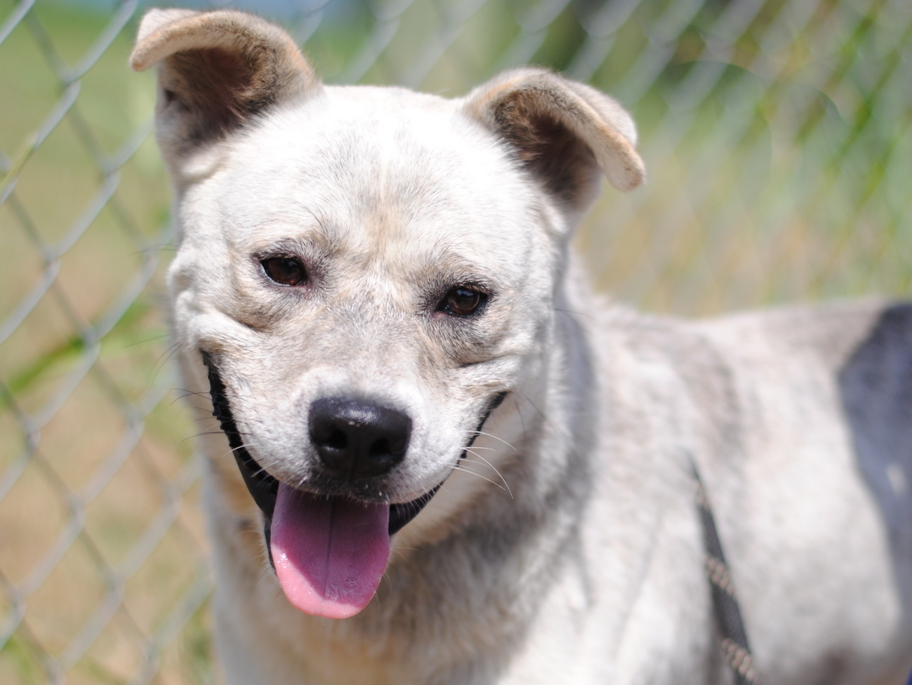 Tucker, an adoptable Australian Cattle Dog / Blue Heeler, Siberian Husky in Anniston, AL, 36201 | Photo Image 1