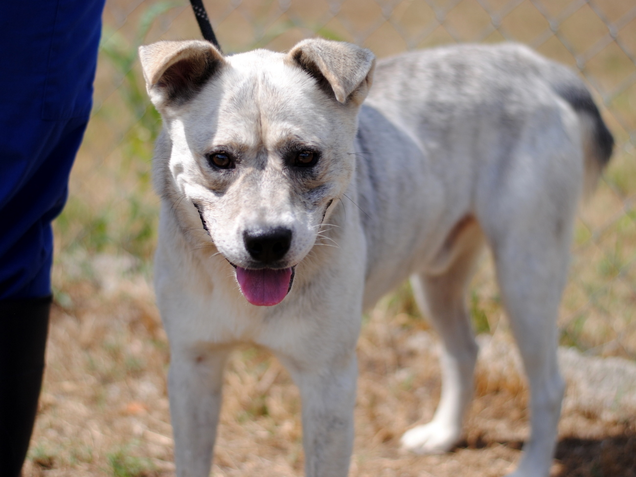 Tucker, an adoptable Australian Cattle Dog / Blue Heeler, Siberian Husky in Anniston, AL, 36201 | Photo Image 3