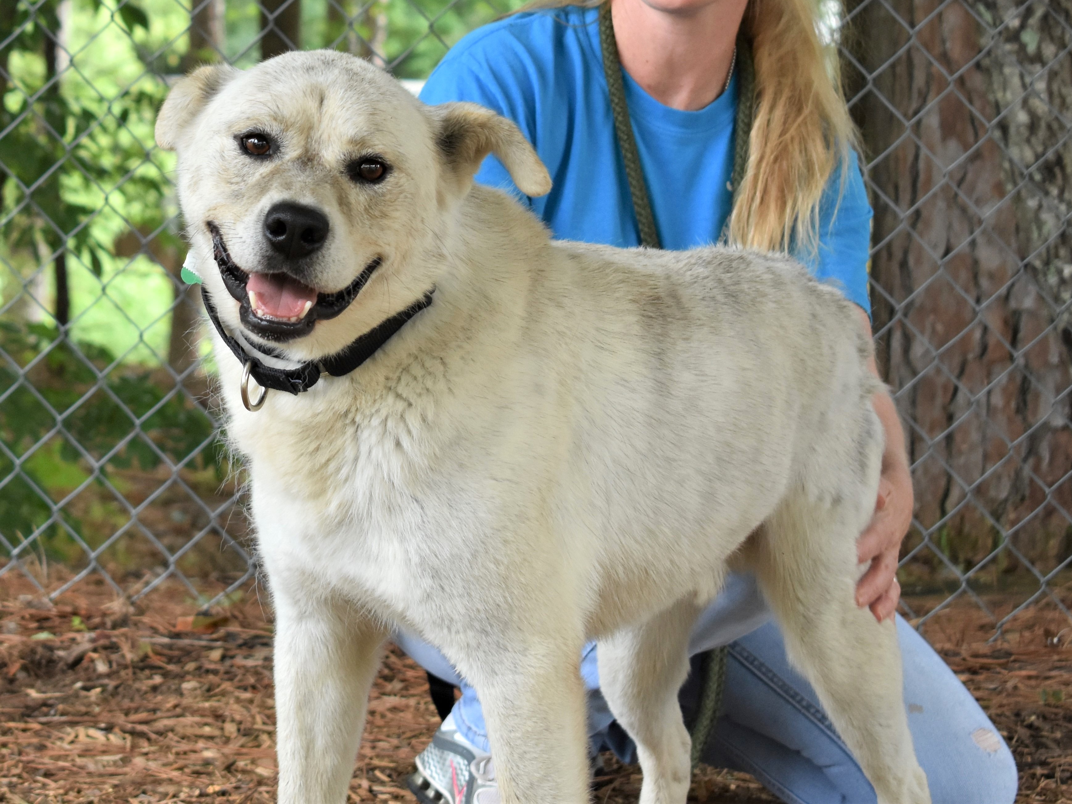 Tucker, an adoptable Australian Cattle Dog / Blue Heeler, Siberian Husky in Anniston, AL, 36201 | Photo Image 4