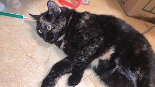 Boo, an adoptable Domestic Short Hair in Morgantown, WV, 26501 | Photo Image 2