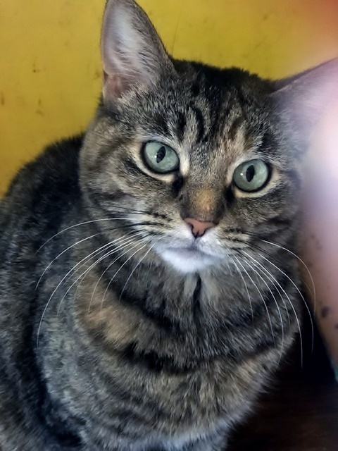 Cappy, an adoptable Domestic Short Hair, Torbie in Delmont, PA, 15626 | Photo Image 1