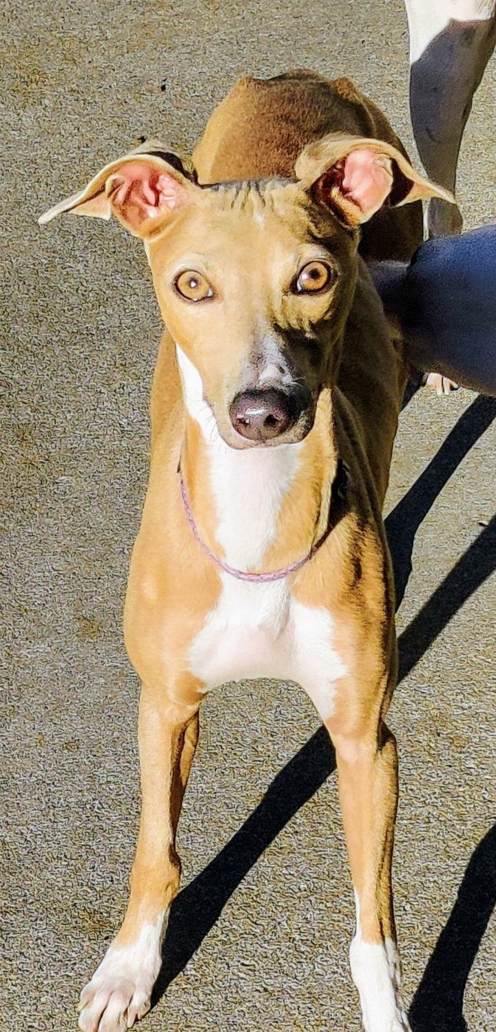 Josie, an adoptable Italian Greyhound in Kansas City, MO_image-1