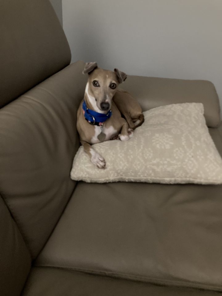 Josie, an adoptable Italian Greyhound in Kansas City, MO_image-3