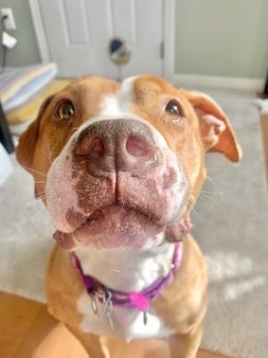 Mochi, Adult Female unknown