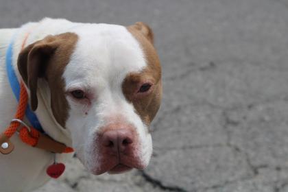 Aris, an adoptable Pit Bull Terrier, Mixed Breed in Philadelphia, PA, 19140 | Photo Image 3