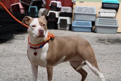 Athena, an adoptable Pit Bull Terrier, Mixed Breed in Philadelphia, PA, 19140 | Photo Image 1