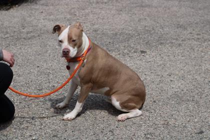 Athena, an adoptable Pit Bull Terrier, Mixed Breed in Philadelphia, PA, 19140 | Photo Image 3