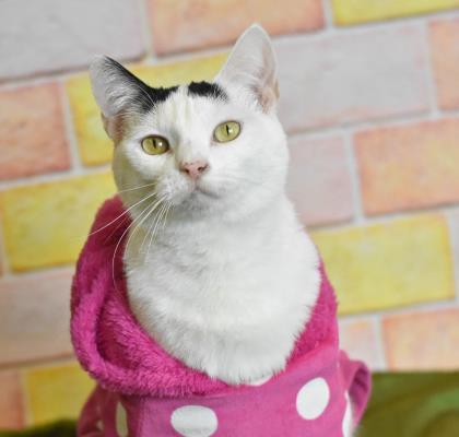 Snow White, an adoptable Domestic Medium Hair, Domestic Short Hair in Philadelphia, PA, 19140 | Photo Image 1