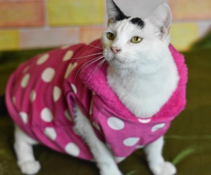 Snow White, an adoptable Domestic Medium Hair, Domestic Short Hair in Philadelphia, PA, 19140 | Photo Image 2