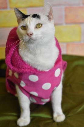 Snow White, an adoptable Domestic Medium Hair, Domestic Short Hair in Philadelphia, PA, 19140 | Photo Image 3