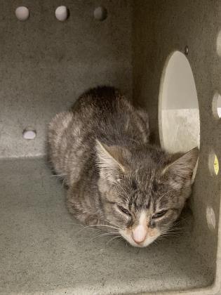 Skittles, an adoptable Domestic Medium Hair, Domestic Short Hair in Philadelphia, PA, 19140 | Photo Image 1