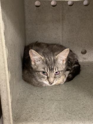 Skittles, an adoptable Domestic Medium Hair, Domestic Short Hair in Philadelphia, PA, 19140 | Photo Image 2