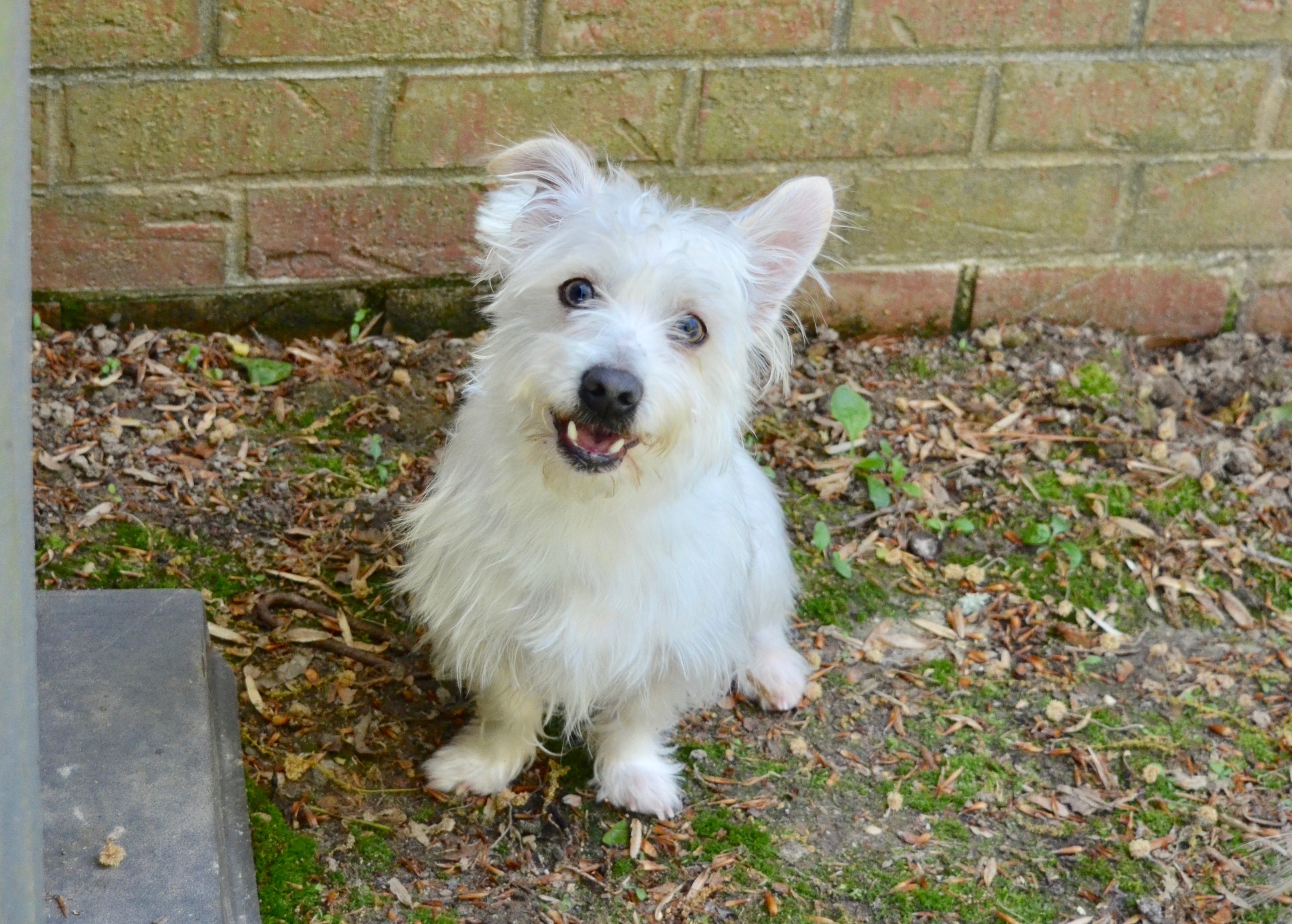 Scooter, an adoptable Maltese in Sandston, VA, 23150 | Photo Image 1