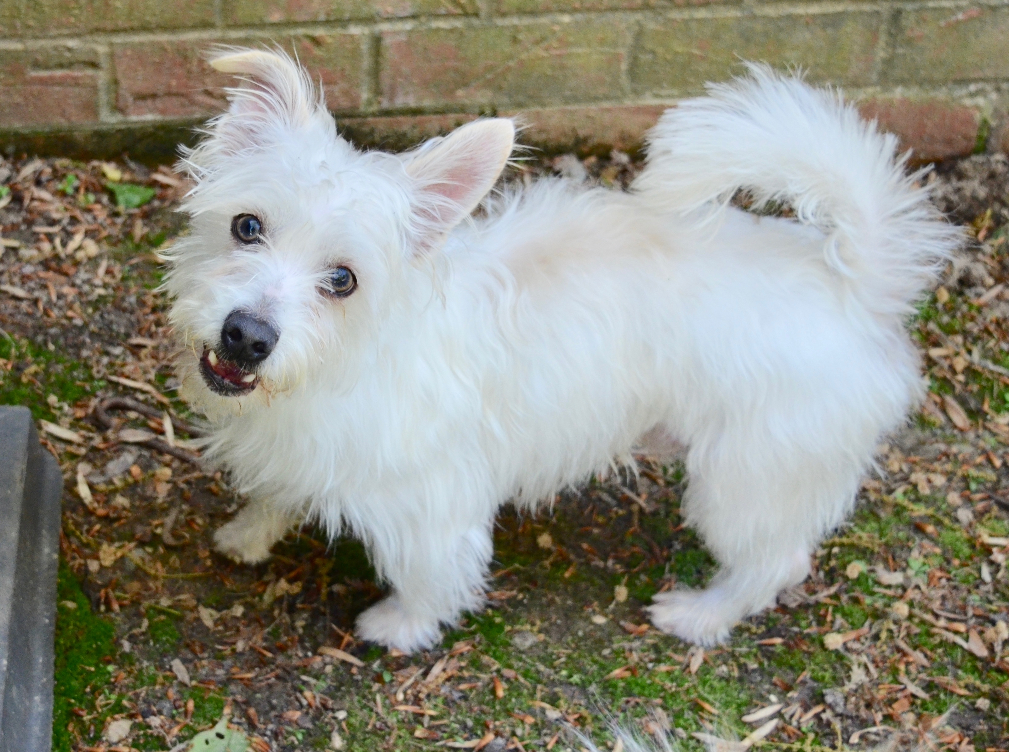 Scooter, an adoptable Maltese in Sandston, VA, 23150 | Photo Image 2