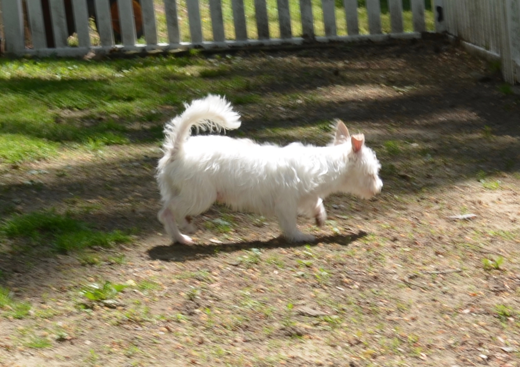 Scooter, an adoptable Maltese in Sandston, VA, 23150 | Photo Image 3