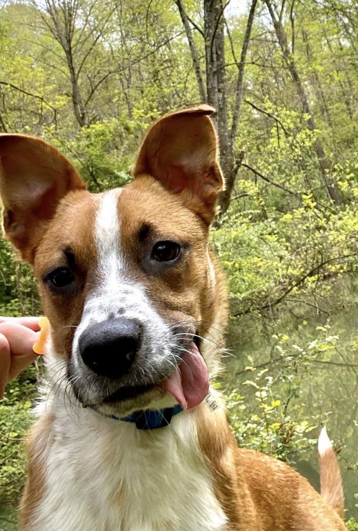 Thor, an adopted Boxer & Jack Russell Terrier Mix in Cincinnati, OH_image-3