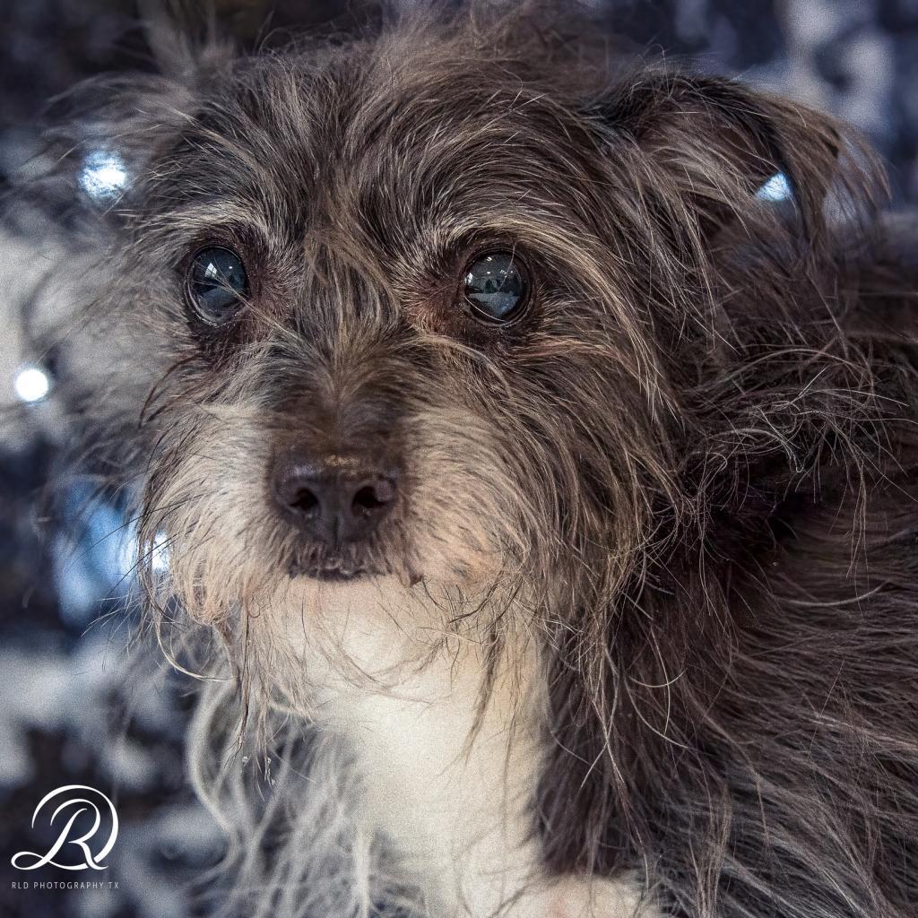 Kakashi East #6, an adoptable Terrier in Allen, TX, 75013 | Photo Image 1