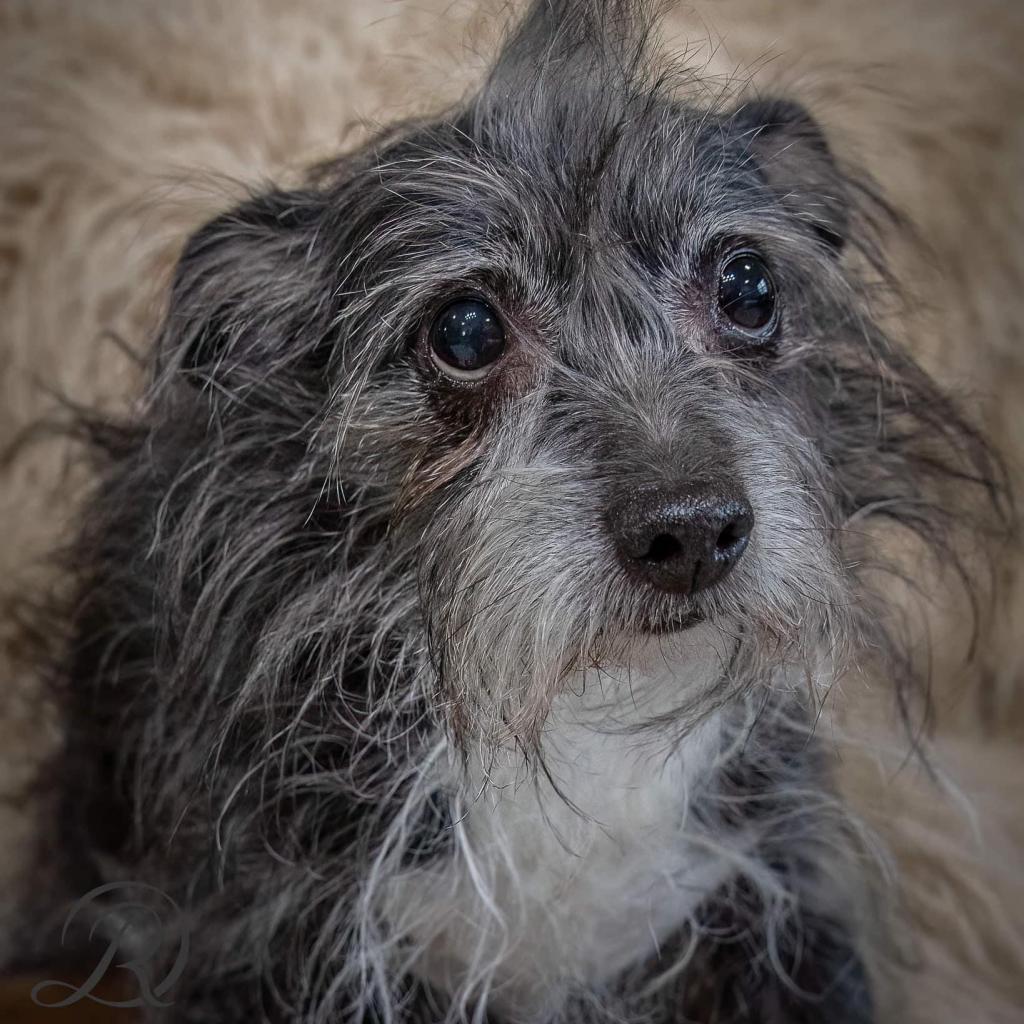 Kakashi East #6, an adoptable Terrier in Allen, TX, 75013 | Photo Image 1
