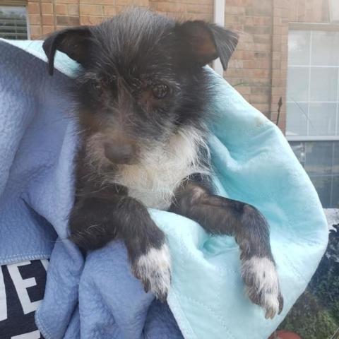 Kakashi East #6, an adoptable Terrier in Allen, TX, 75013 | Photo Image 2