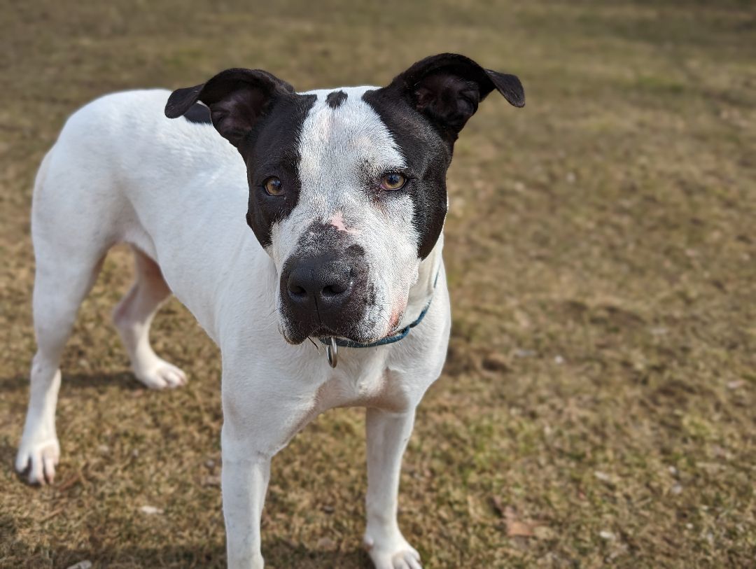 Oreo, an adoptable Pit Bull Terrier, Mixed Breed in Fenton, MI, 48430 | Photo Image 6