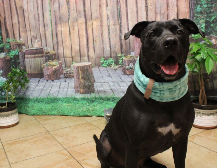 Bagel, an adoptable Labrador Retriever Mix in Oklahoma City, OK_image-2