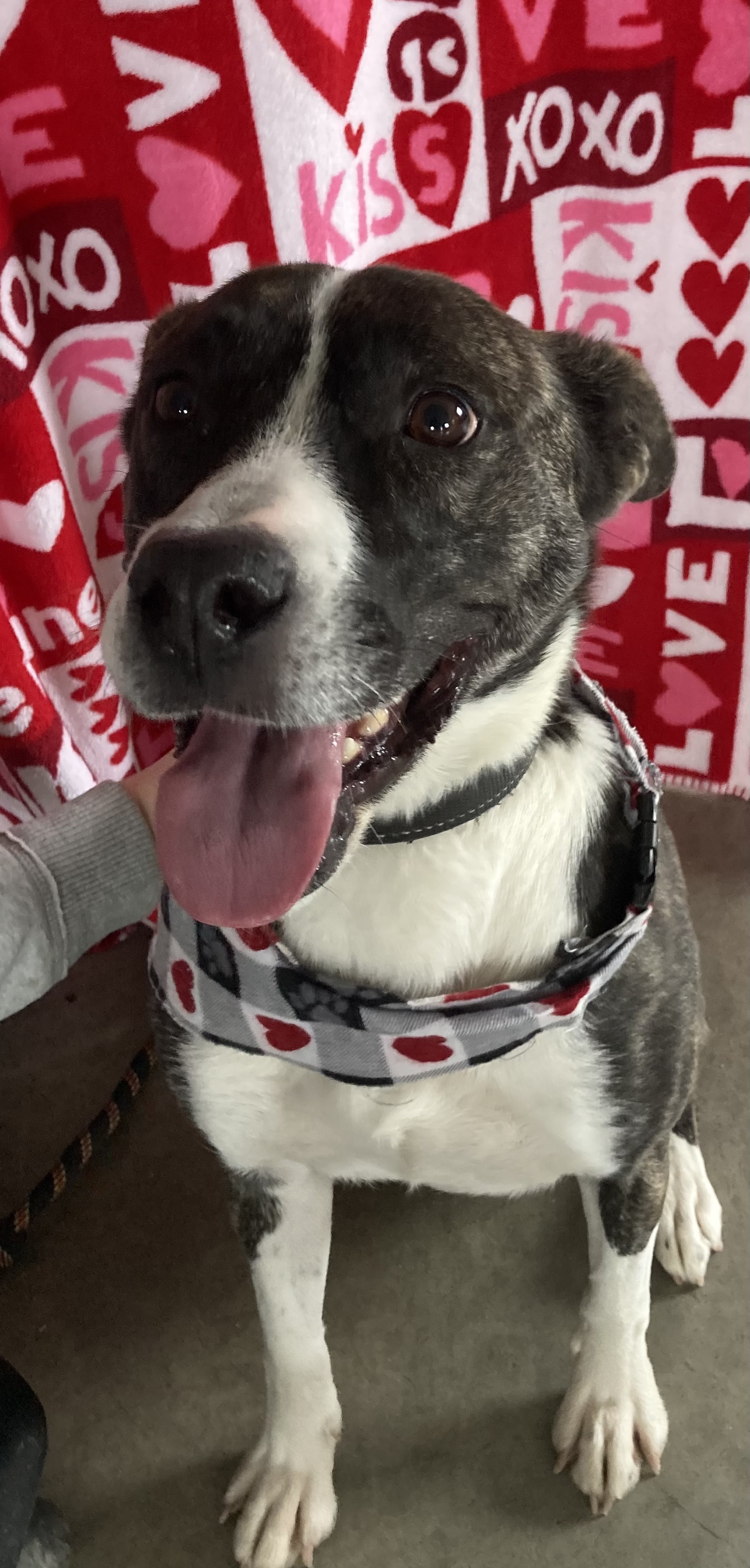 Dog for adoption - Heidi, a Border Collie & Boxer Mix in Richmond, IN