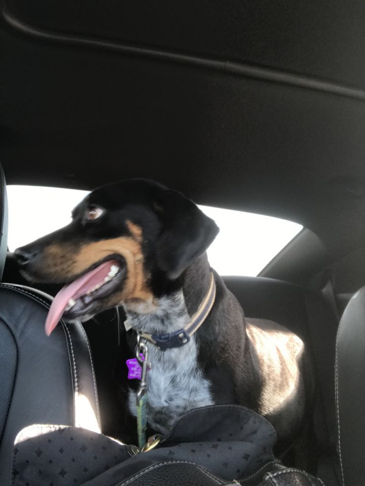 Dog For Adoption Susie A Bluetick Coonhound Rottweiler Mix In Portland Or Petfinder,Best Cordless Drill