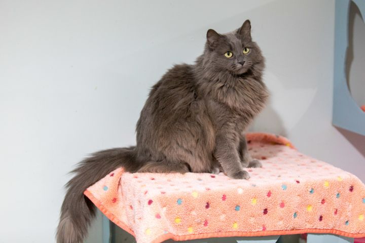 Harley Quinn, an adopted Maine Coon in Chicago, IL_image-3