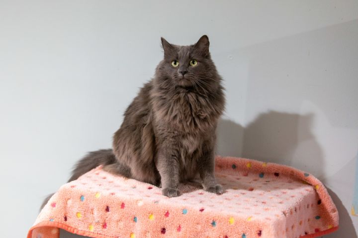 Harley Quinn, an adoptable Maine Coon in Chicago, IL_image-4
