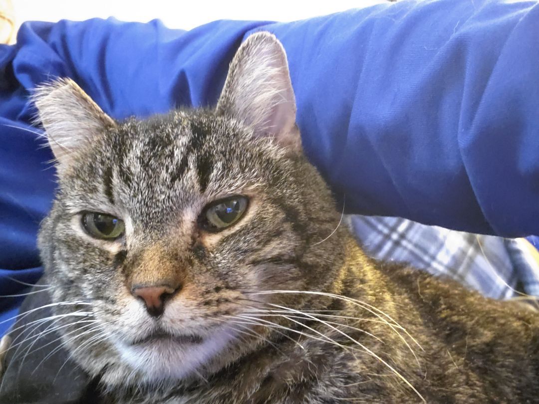 Fluffy Tabby, an adoptable Domestic Short Hair in Carnegie, PA, 15106 | Photo Image 2